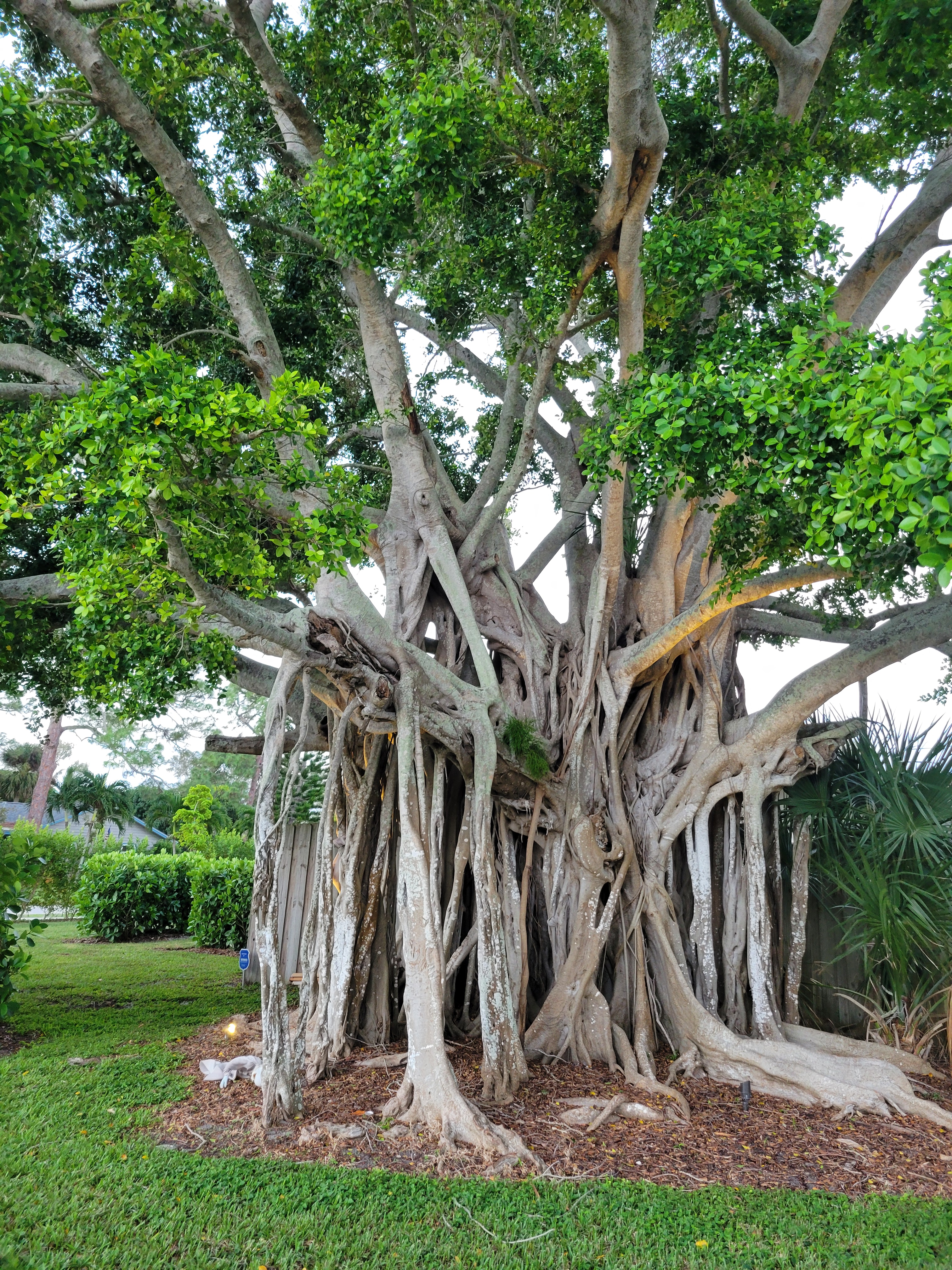 I feel my life is just like this tree I encountered the other day - all twisted - so different and gorgeous.  